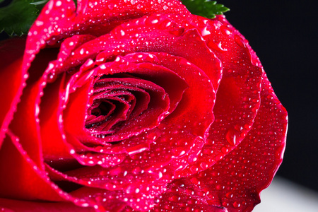 红玫瑰花蕾背景