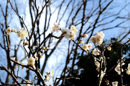 日本梅花树