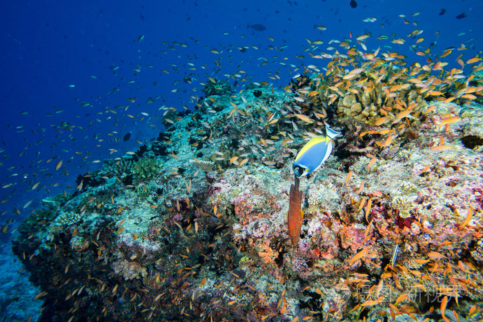 马尔代夫珊瑚鱼的房子照片-正版商用图片1m1fcj-摄图新视界