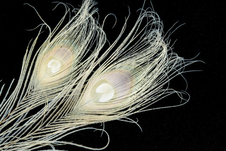 白孔雀羽毛背景照片