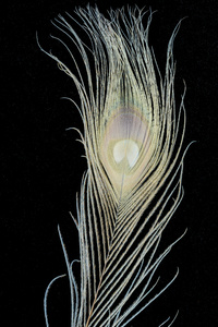 白孔雀羽毛背景照片