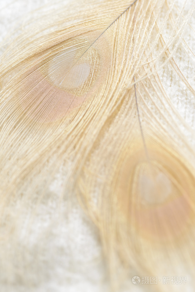 白孔雀羽毛背景