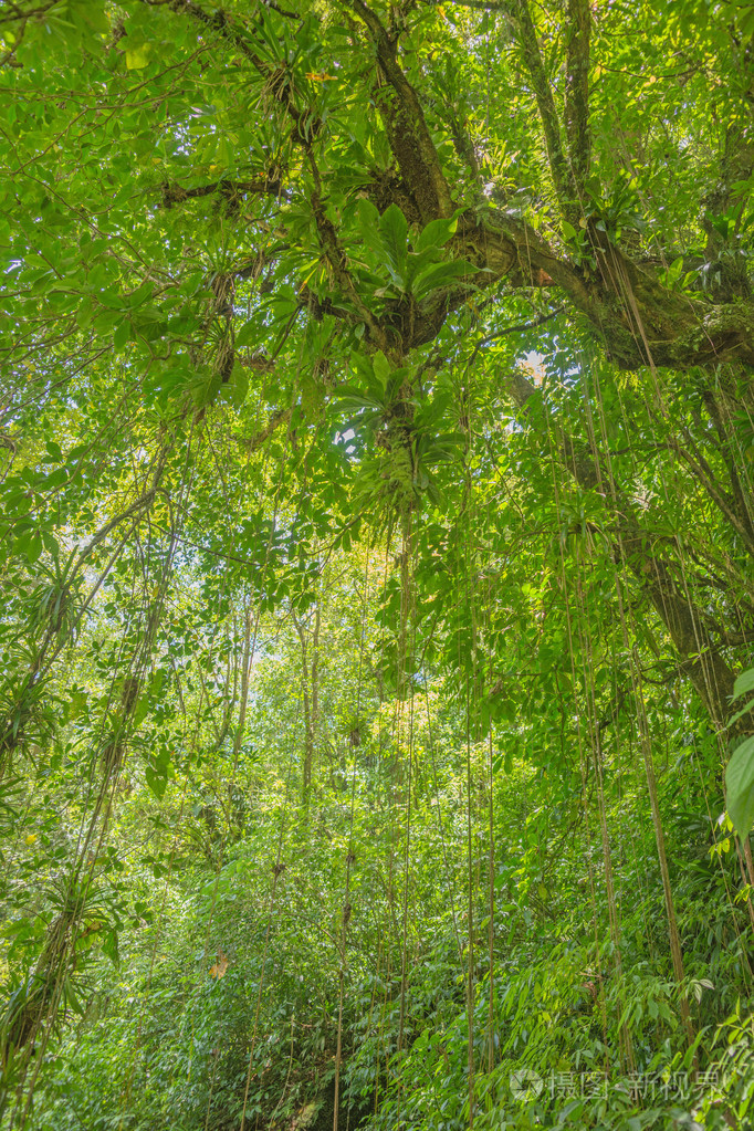 在茂密的热带雨林中与树木在一起的场景