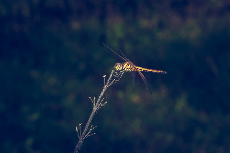 蜻蜓与颜色背景