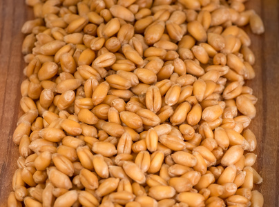 成熟的小麦背景