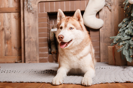 狗品种哈士奇，肖像的狗在工作室彩色背景，圣诞节和新年。狗躺在壁炉旁