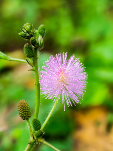 敏感的花朵。 pudica含羞草