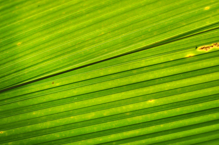 绿色的棕榈叶背景