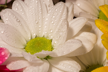 青豌豆花的桌布相似素材图片 摄图新视界