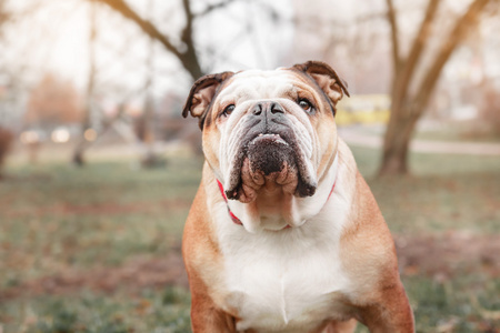 英国斗牛犬狗户外