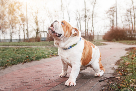 英国斗牛犬狗户外