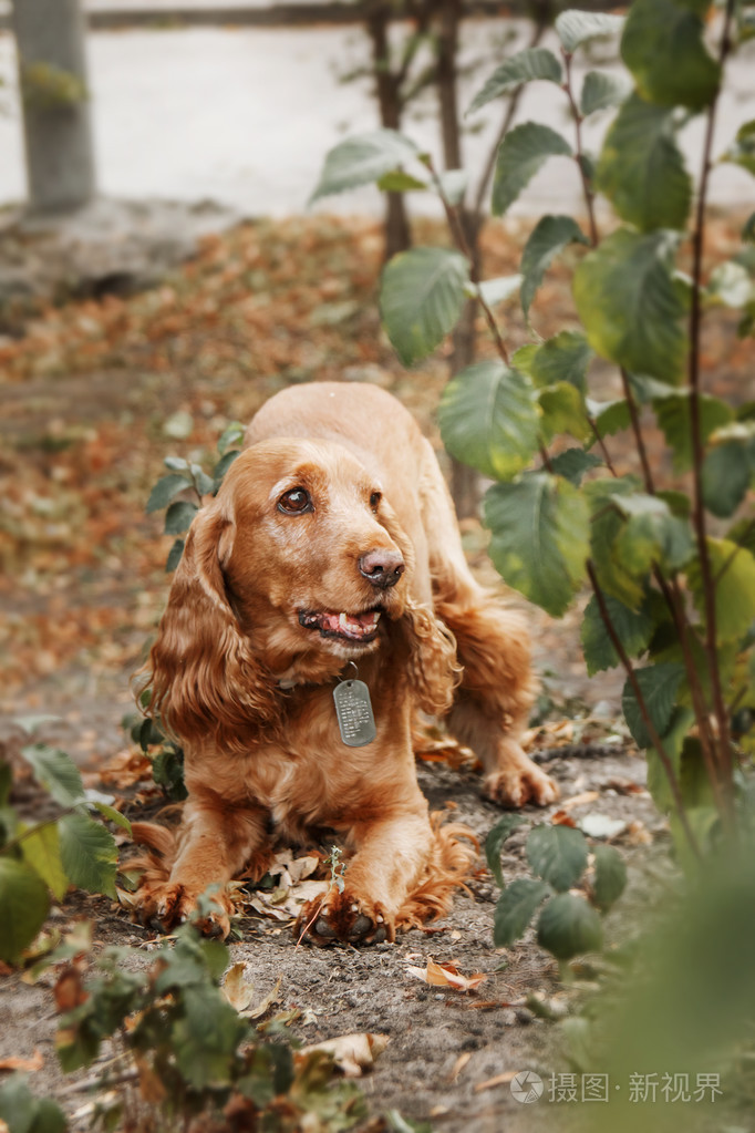 英国可卡犬在秋天的公园