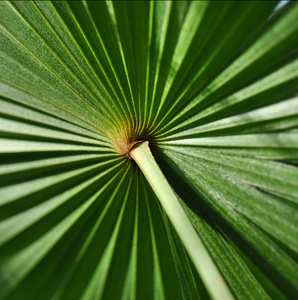 绿色的棕榈叶特写背景