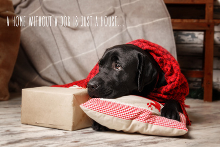 黑色拉布拉多猎犬覆盖着红色格子。 圣诞节和n