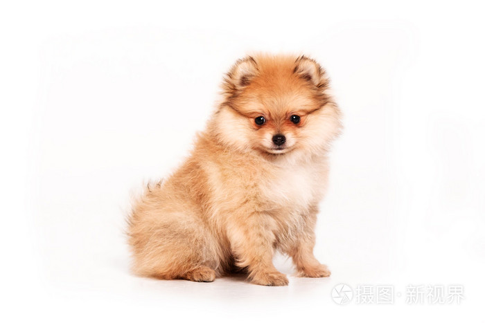 白色背景上孤立的博美犬小狗照片 正版商用图片1m1hye 摄图新视界