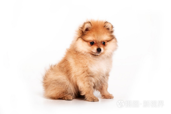 白色背景上孤立的博美犬小狗照片 正版商用图片1m1hyg 摄图新视界 白色背景上孤立的博美犬小狗照片 正版商用图片1m1hyg 摄图新视界