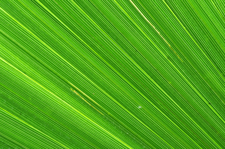 绿色棕榈树树叶背景