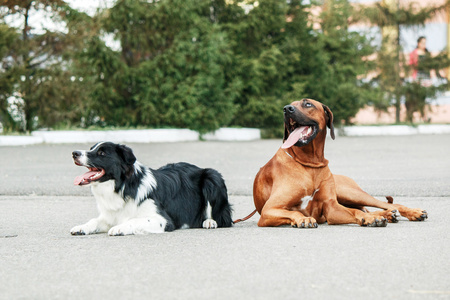 罗得西亚脊背龙与边境牧羊犬在街上