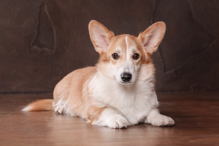 彭布罗克威尔士科基犬,狗威尔士科基犬在室内摆姿势照片