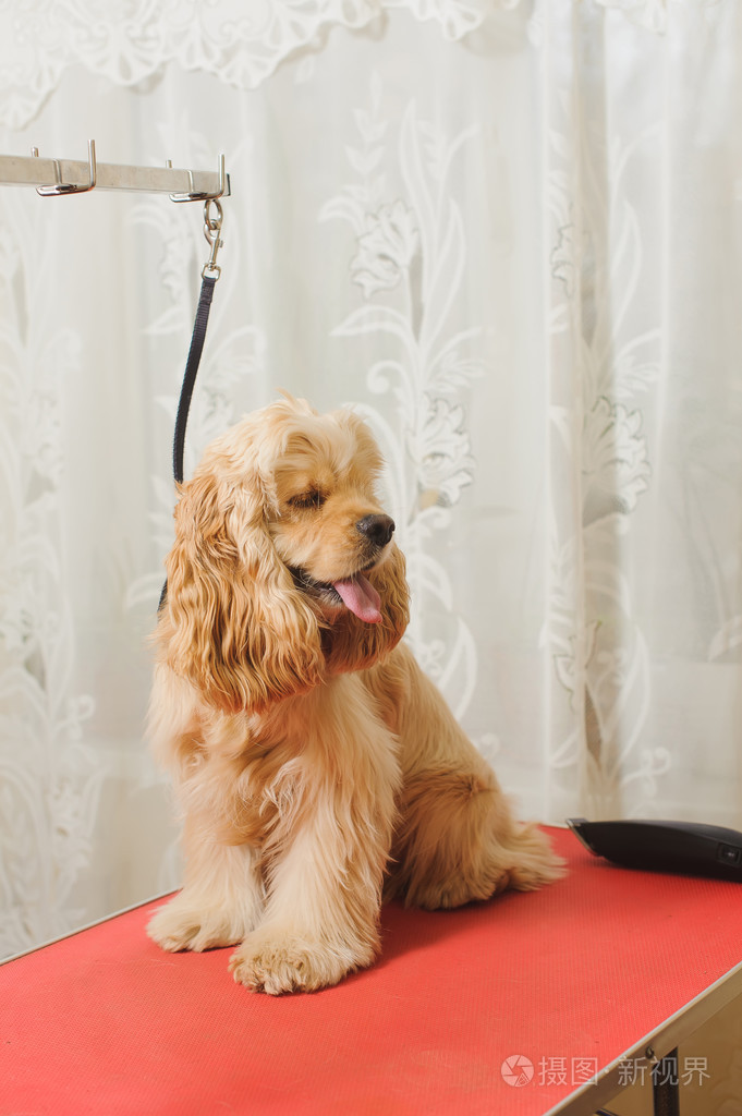 美国可卡犬上美容台