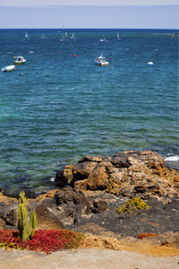 在西班牙麝香海浪仙人掌海岸线兰萨罗特岛