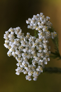 weie Leguminose Sambucus nigra