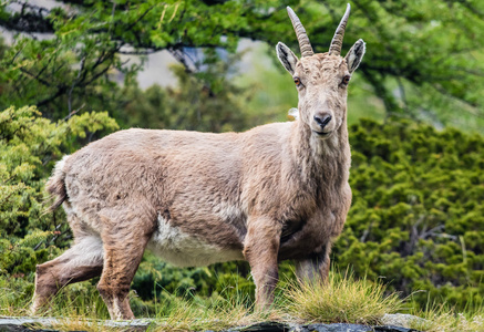 宝贝 ibex 落叶松树中