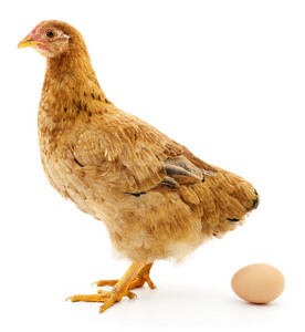 棕色母鸡与鸡蛋分离