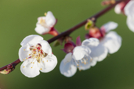 杏树开花树详细信息