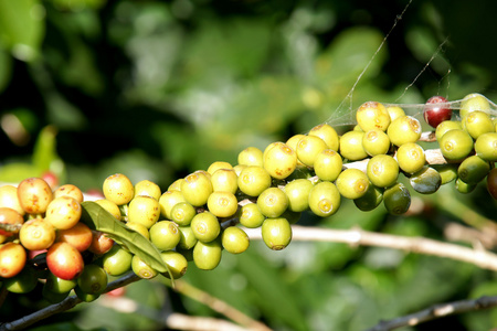咖啡豆在清迈泰国一棵树上