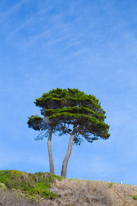 树和天空自然风景与副本空间图片