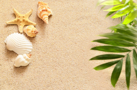 贝壳和棕榈在沙滩上