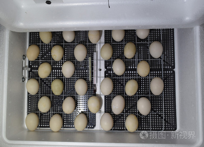 鸡鸭和鹅的结论孵化器家庭设备躺在孵化器里的麝香鸭蛋