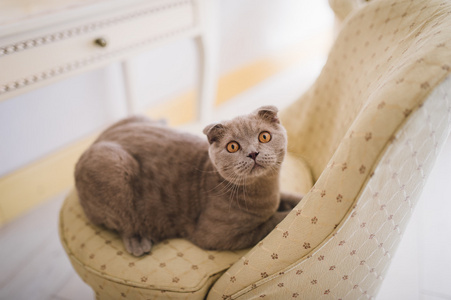可爱的灰色英国短毛猫躺在椅子上
