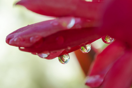 模糊的红花园里的花