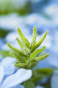 绿色的植物与蓝色花瓣背景