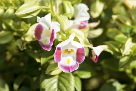 花园里的特写花