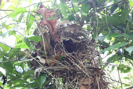 爪哇带状皮塔饼 皮塔饼 guajana 在印度尼西亚爪哇筑巢
