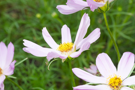 小花在农场开花