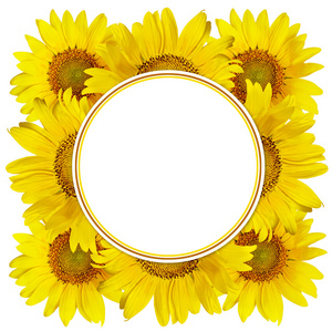 向日葵框图片
