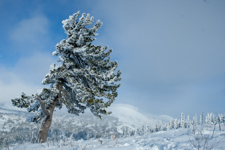 冬天雪松图片-冬天雪松素材-冬天雪松插画-摄图新视界