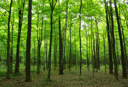 在绿色的森林中的树木图片