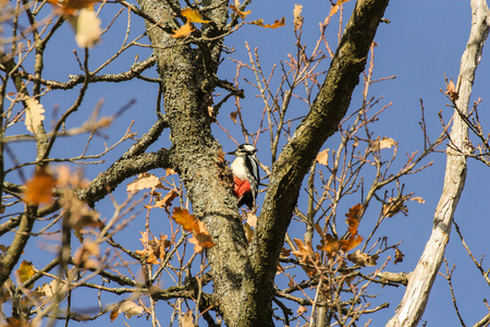 一棵树上的大斑的啄木鸟图片