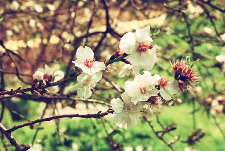 抽象梦幻和模糊图像的春天白色的樱花树。选择性的焦点。老式过滤