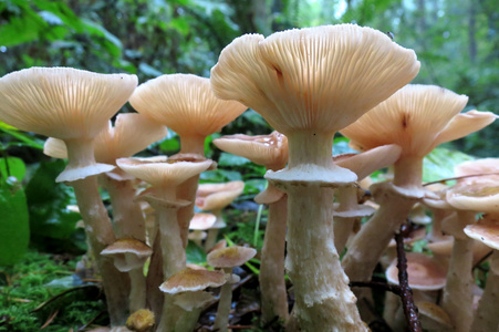 蜂蜜蘑菇蜜环菌 ostoyea
