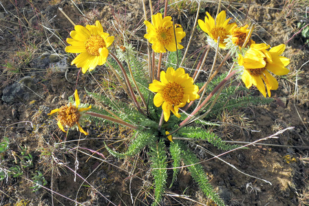 胡克的 Balsamroot 花