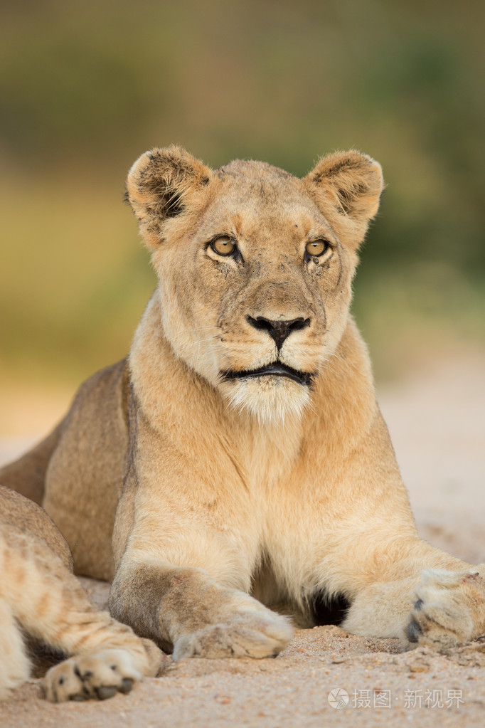 非洲母狮肖像南非克鲁格公园