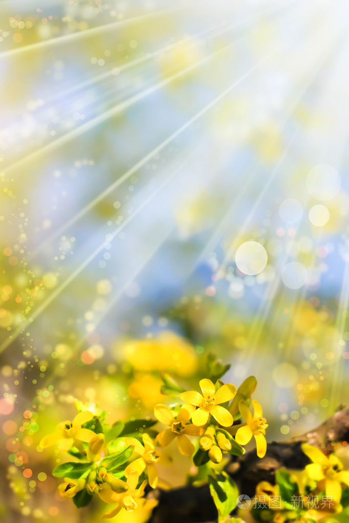 黄色的花朵在阳光下醋栗花枝黑色散景