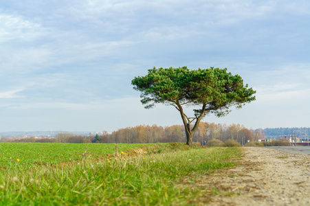 美丽的孤独树附近道路,田园诗般的土地,深度较浅照片