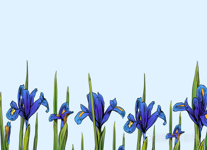 鸢尾花卡背景.手工绘制的矢量图